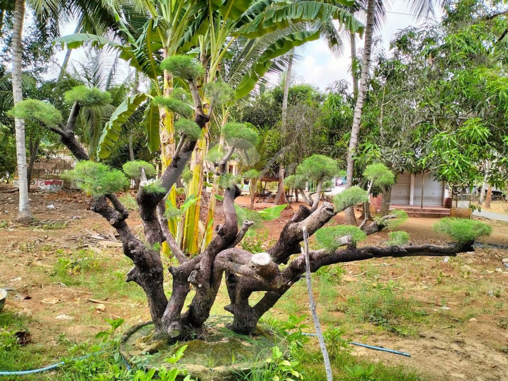 Bonsai Cemara Udang