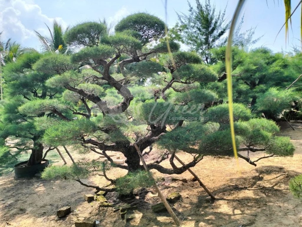 Bonsai Cemara Udang