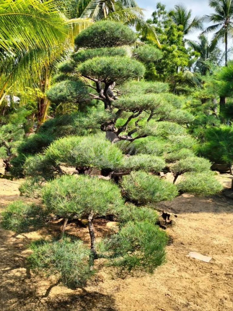 Bonsai Cemara Udang