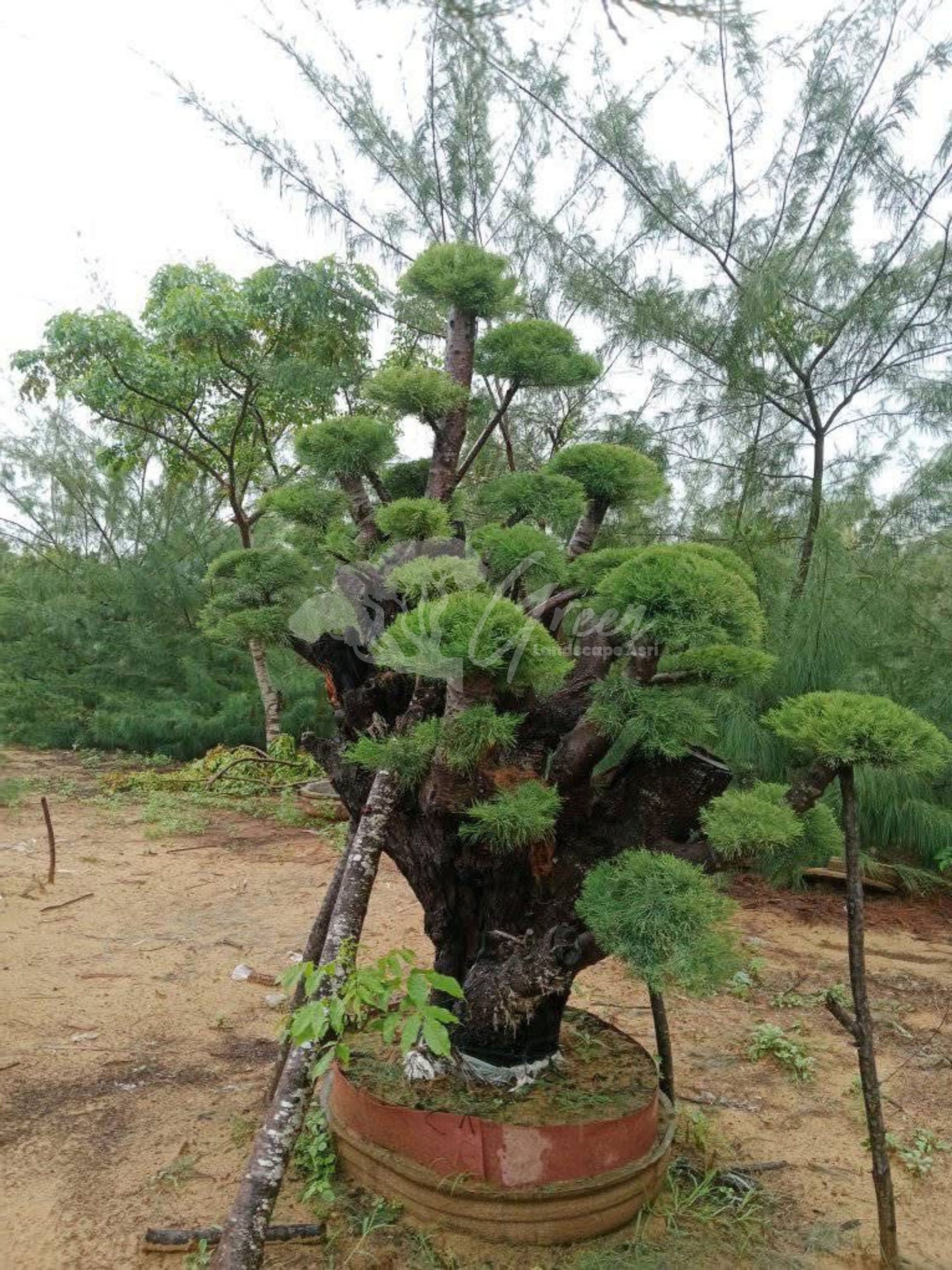 Bonsai Cemara Udang