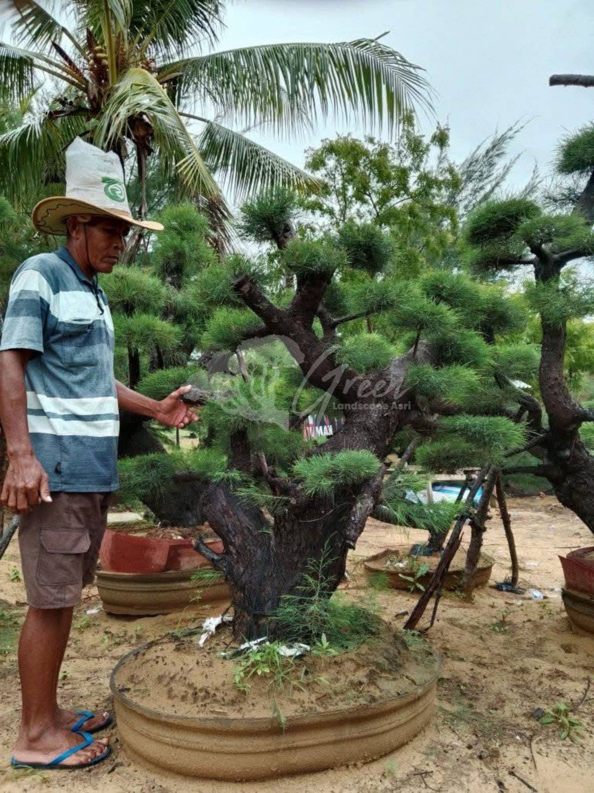 Bonsai Cemara Udang