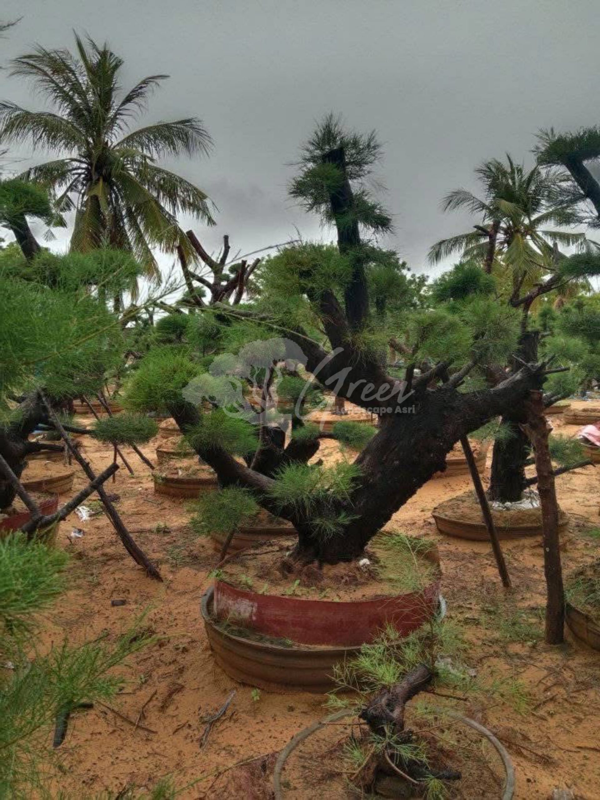 Bonsai Cemara Udang