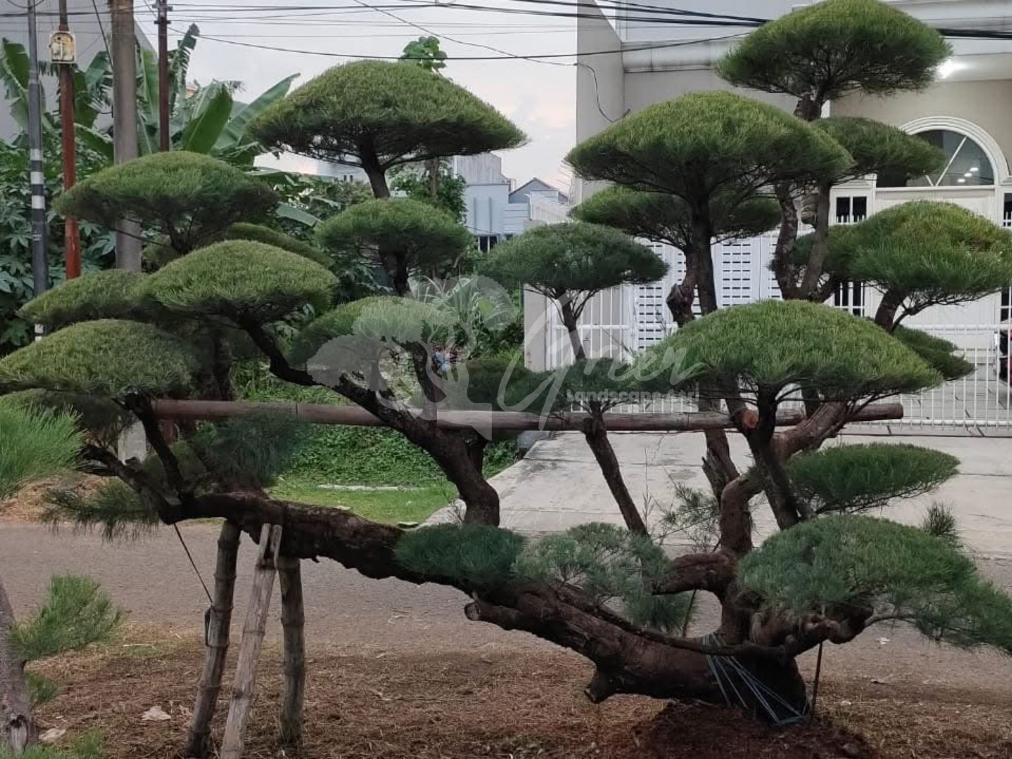 Jual Bonsai Cemara Udang Tarakan | Tampilan Bernilai Seni
