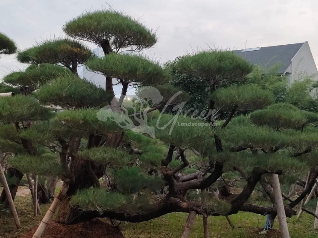 Bonsai Cemara Udang