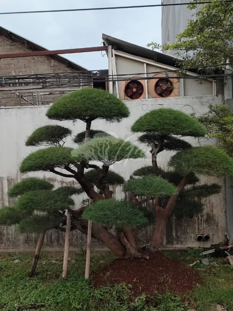 Bonsai Cemara Udang