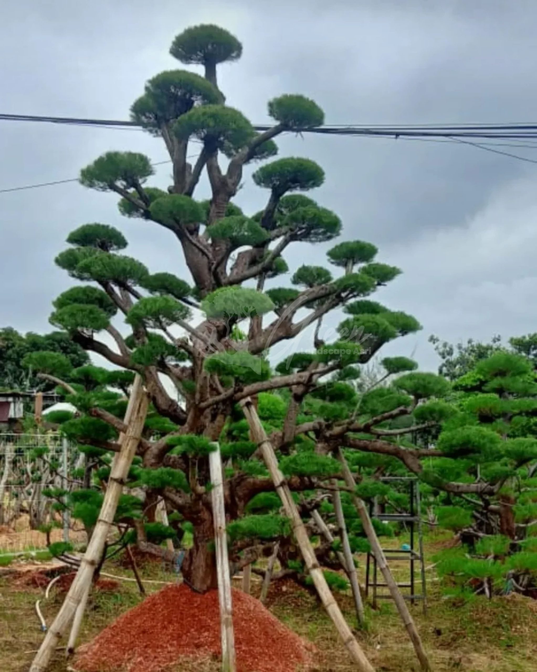 Bonsai Cemara Udang