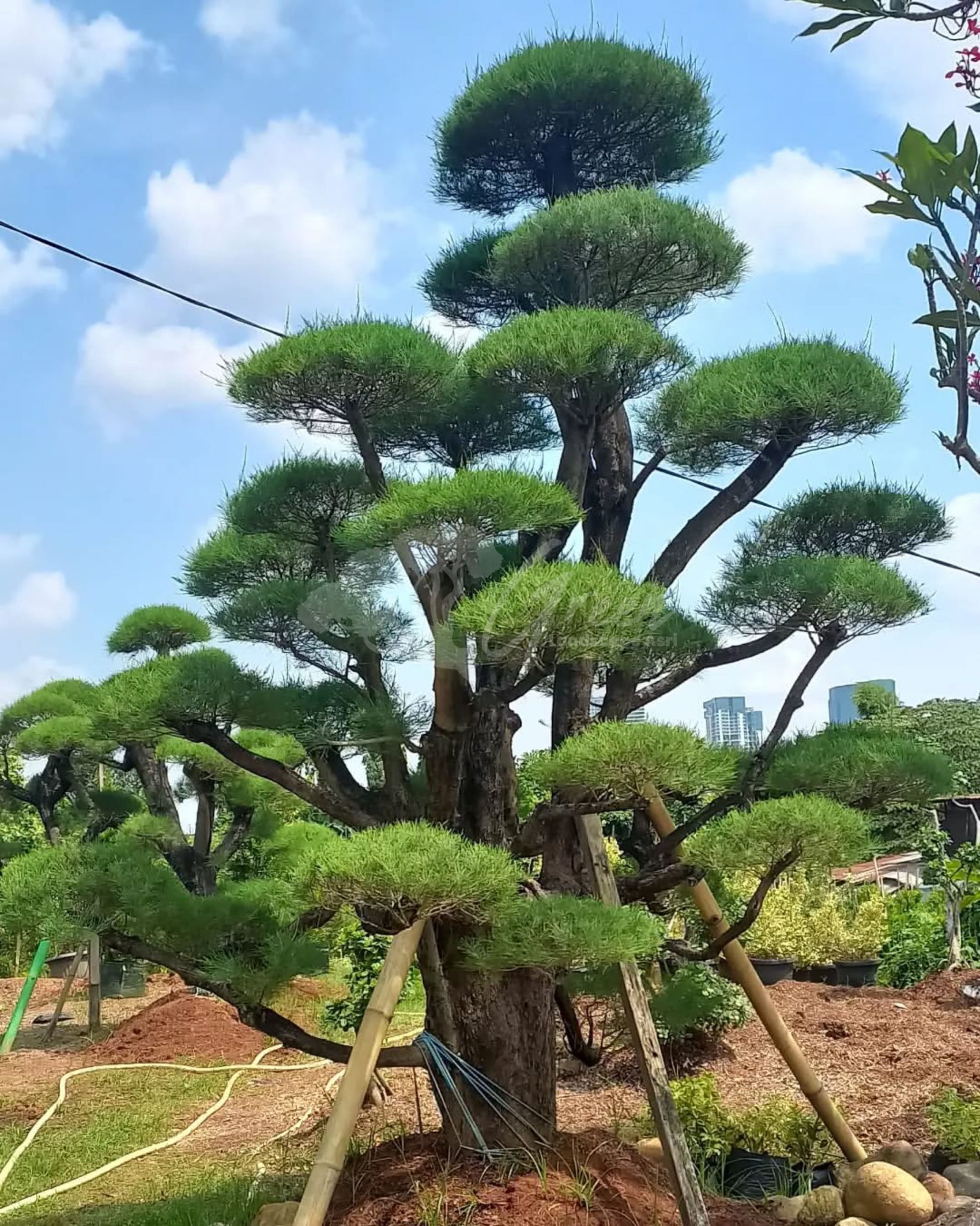 Bonsai Cemara Udang