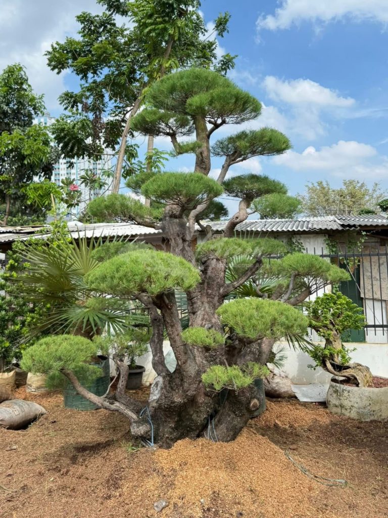Bonsai Cemara Udang