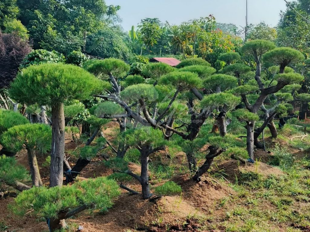 Bonsai Cemara Udang