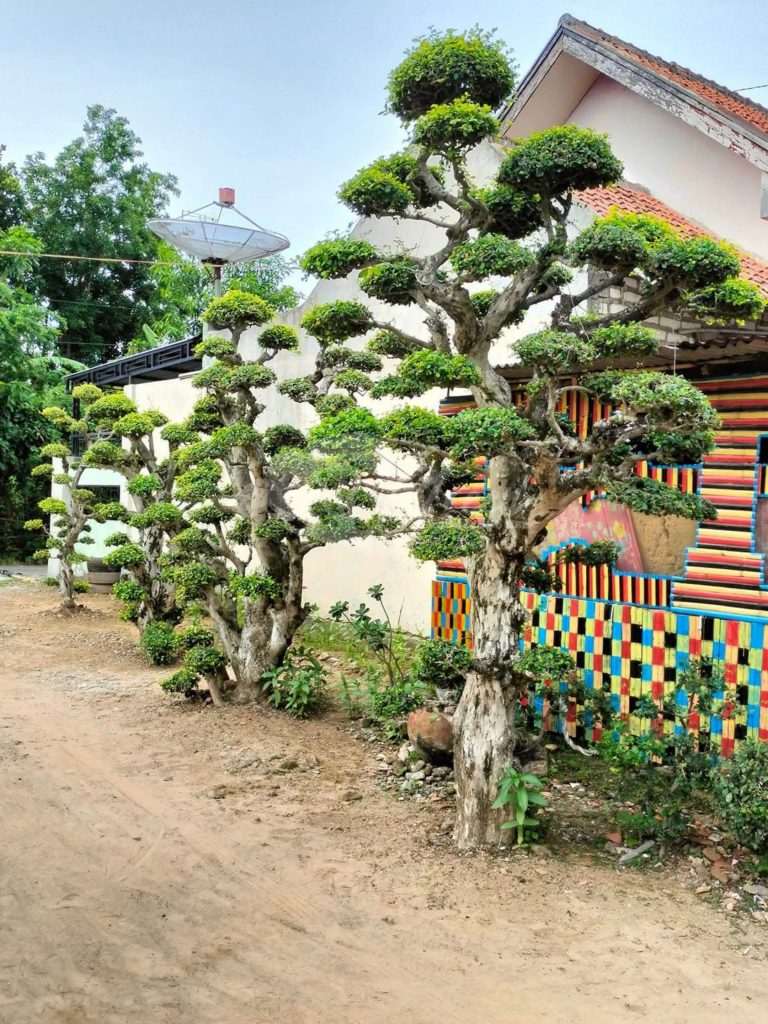 Bonsai Serut