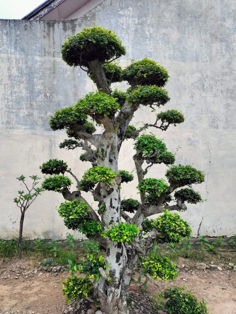 Bonsai Serut