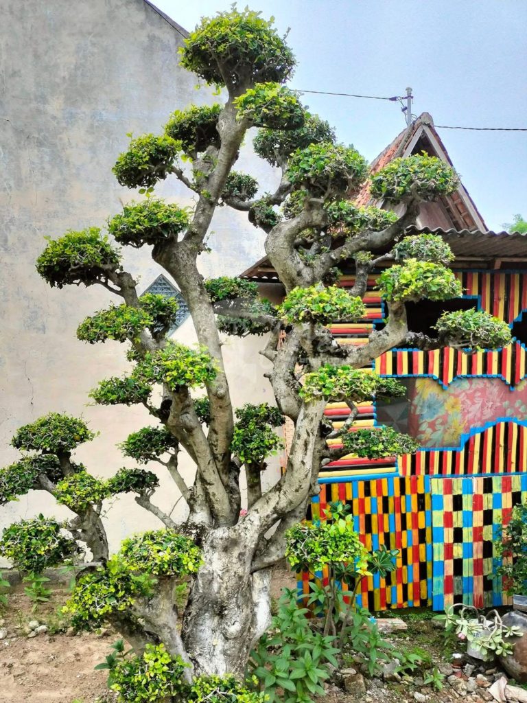 Bonsai Serut