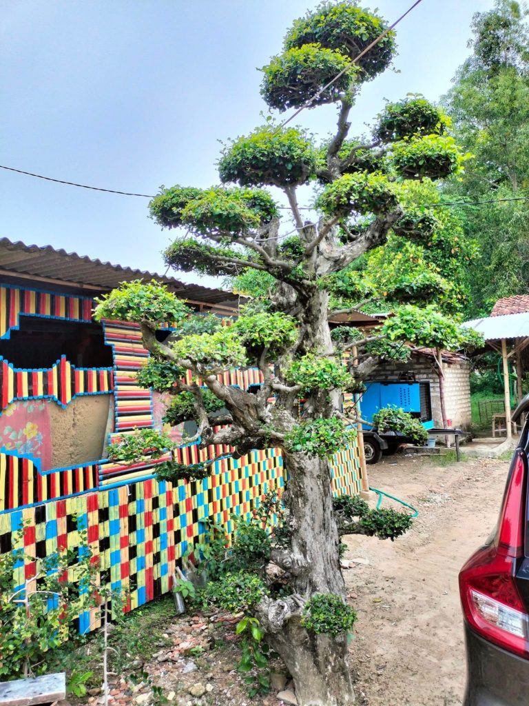 Bonsai Serut