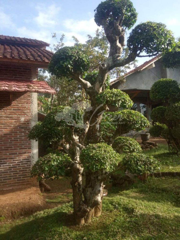 Bonsai Serut