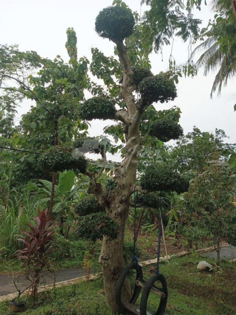 Bonsai Serut