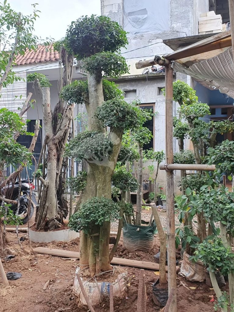 Bonsai Serut