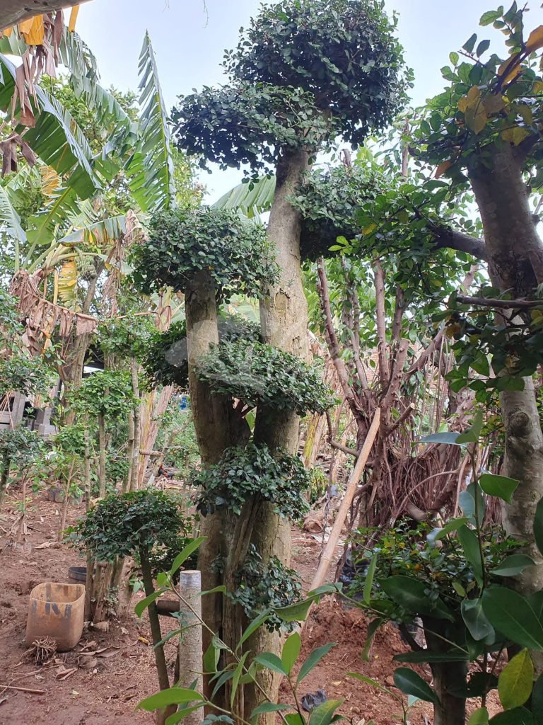 Bonsai Serut