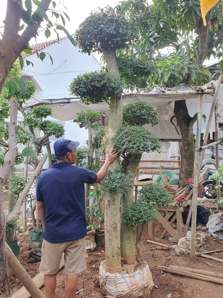 Bonsai Serut