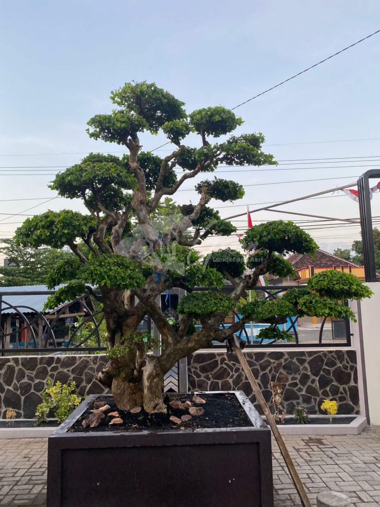 Bonsai Serut