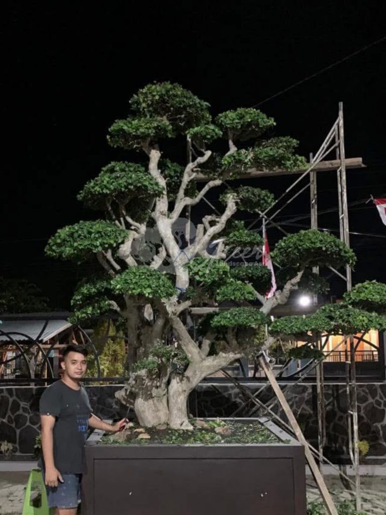Bonsai Serut