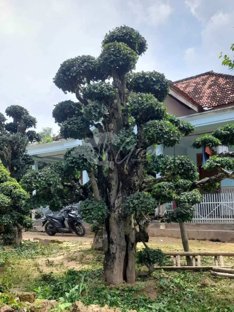 Bonsai Serut