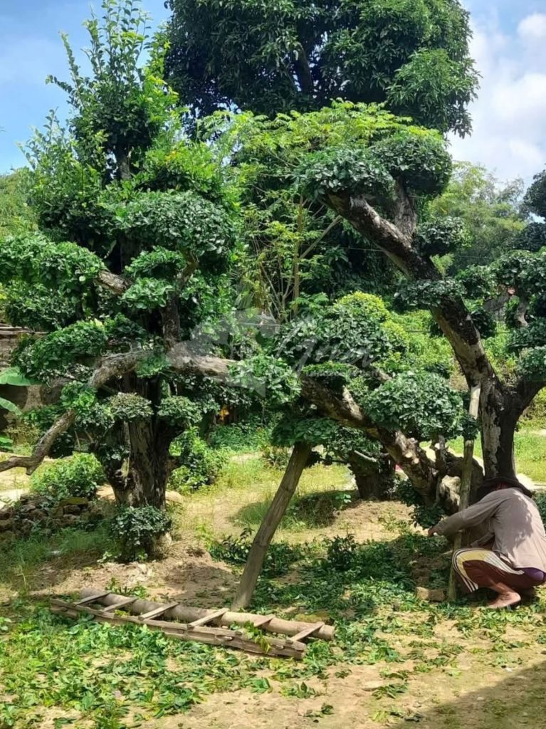 Bonsai Serut