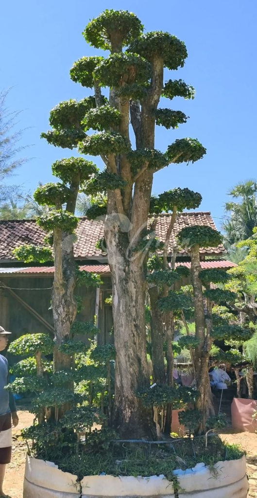Bonsai Serut