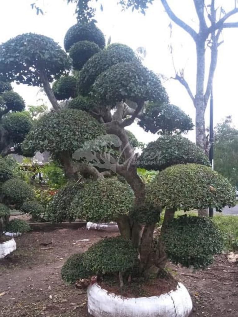 Bonsai Serut
