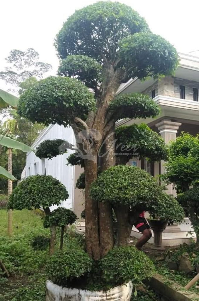 Bonsai Serut