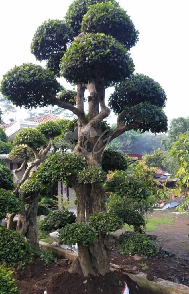 Bonsai Serut