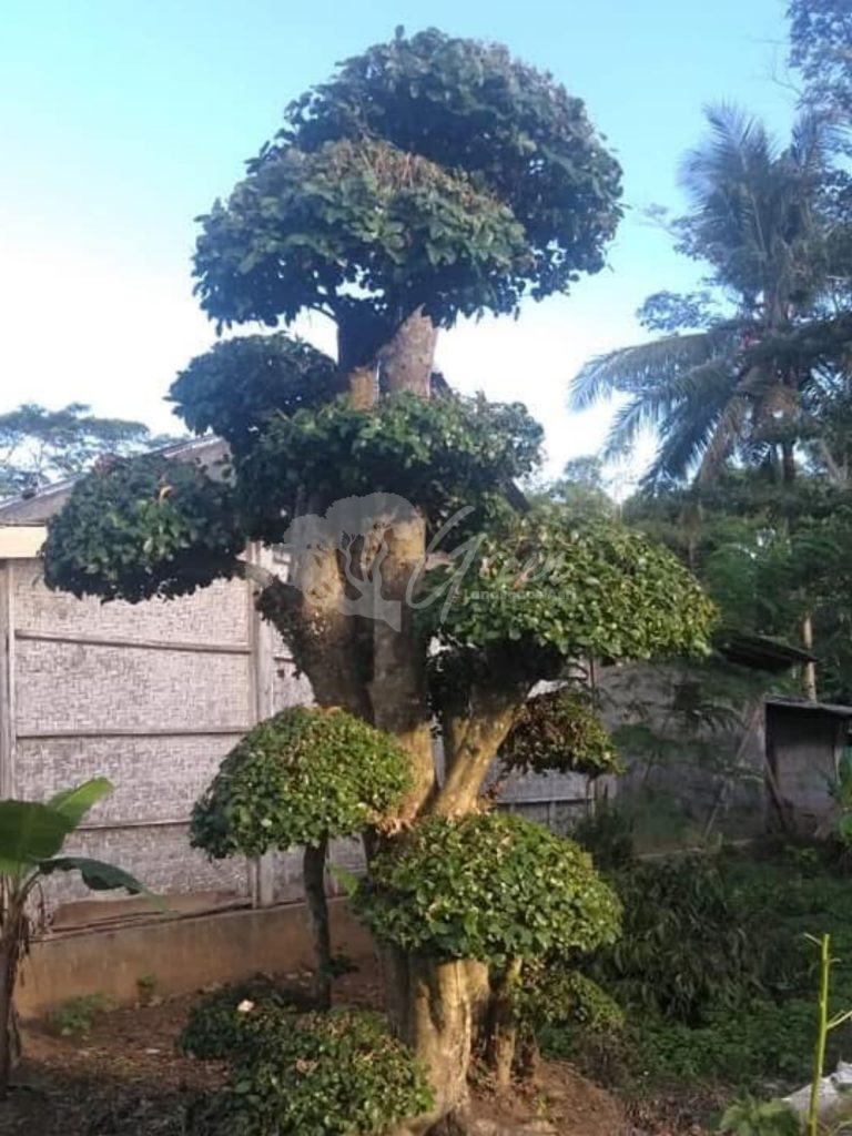 Bonsai Serut