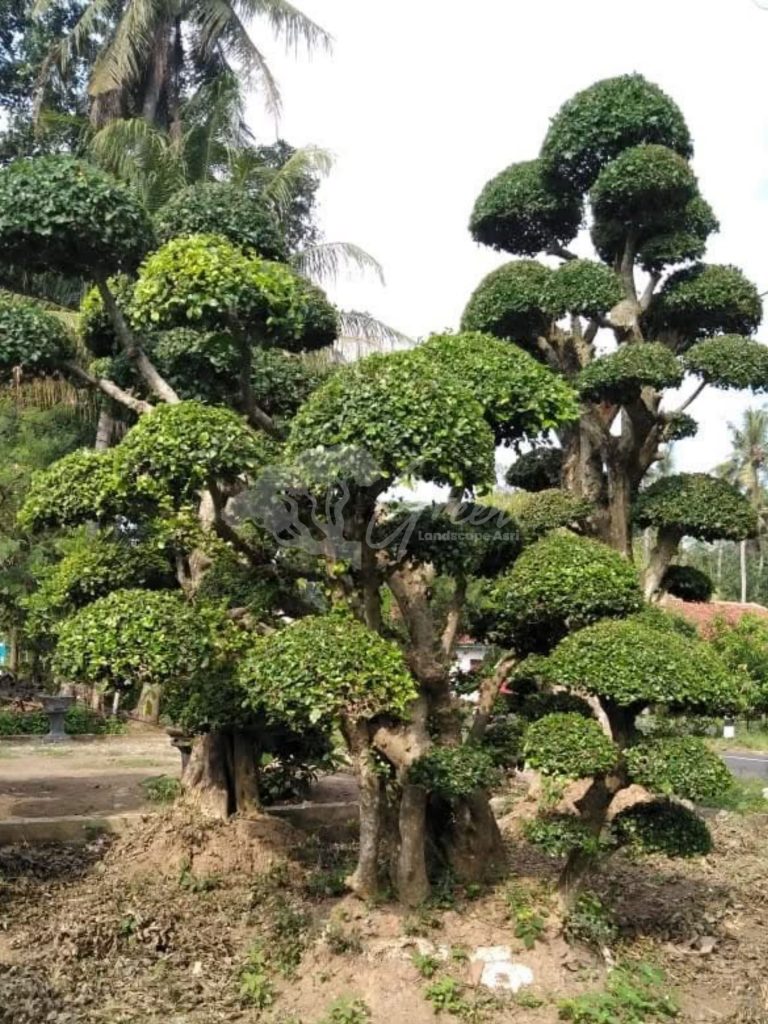 Bonsai Serut