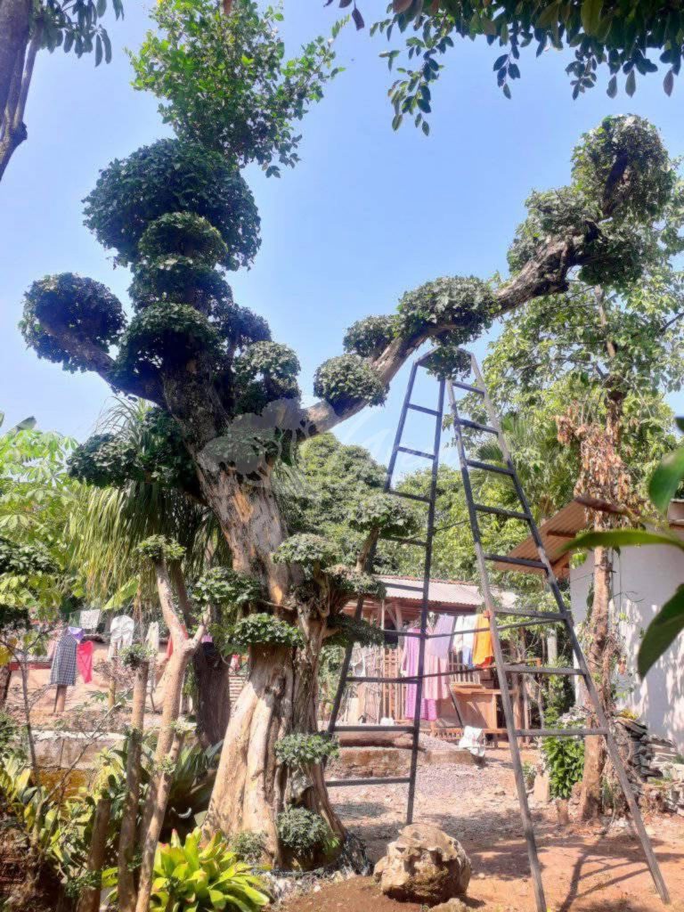 Bonsai Serut