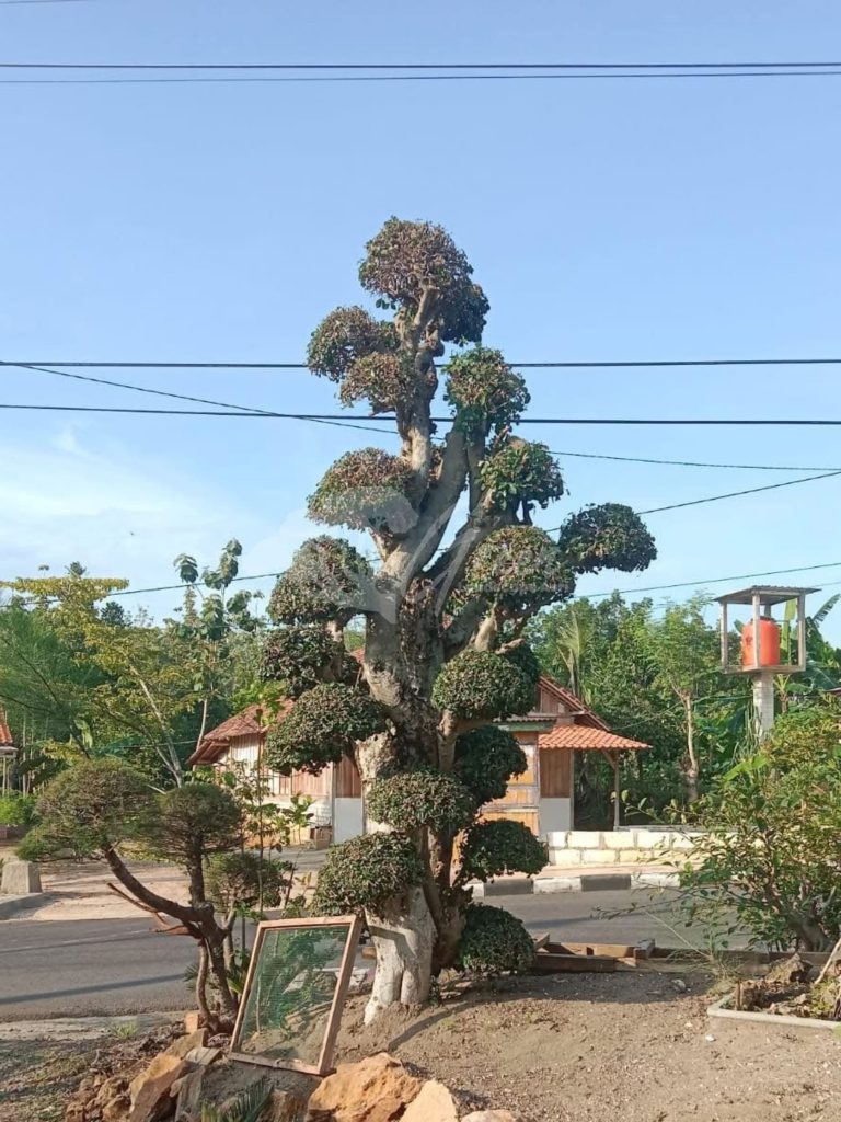 Bonsai Serut