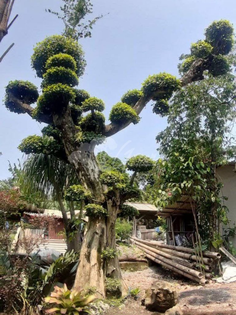 Bonsai Serut