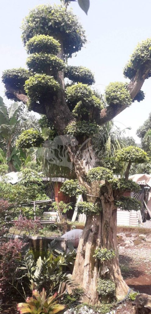 Bonsai Serut