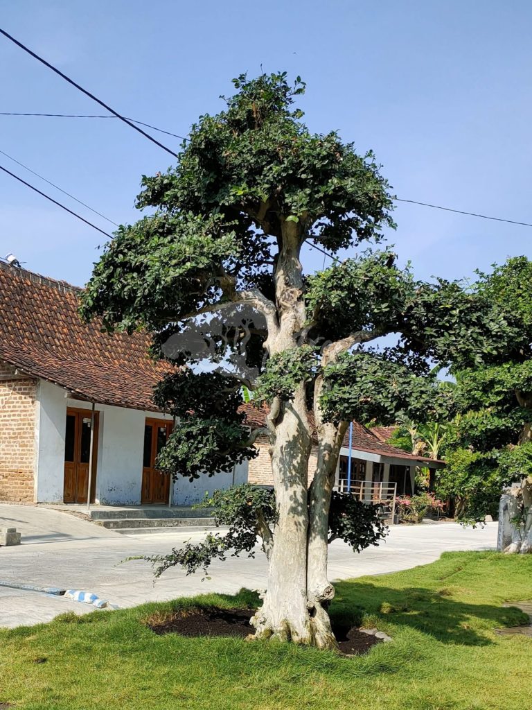 Bonsai Serut