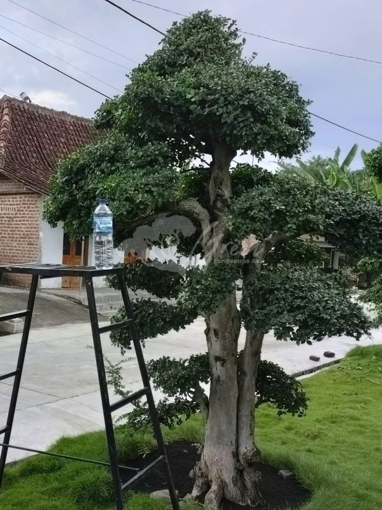 Bonsai Serut
