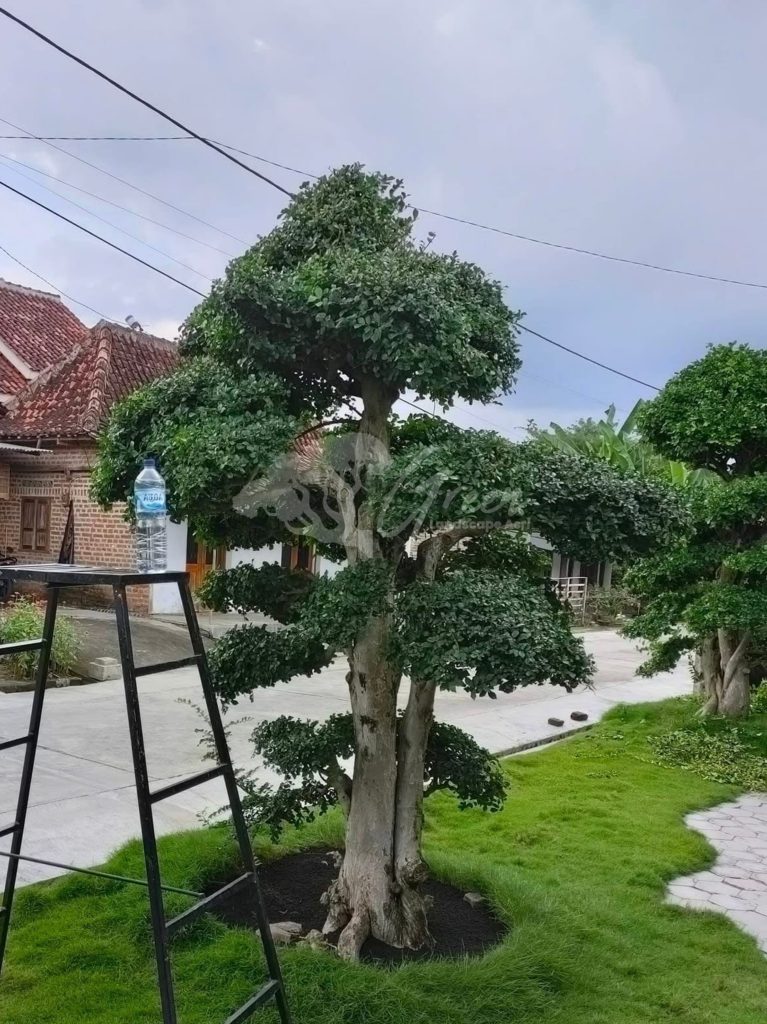 Bonsai Serut