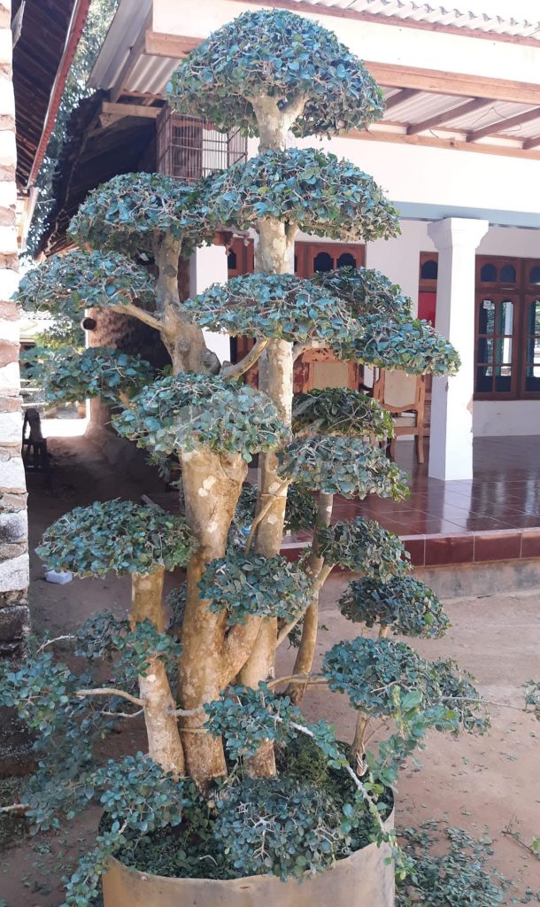 Bonsai Serut