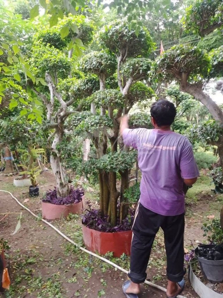 Bonsai Serut