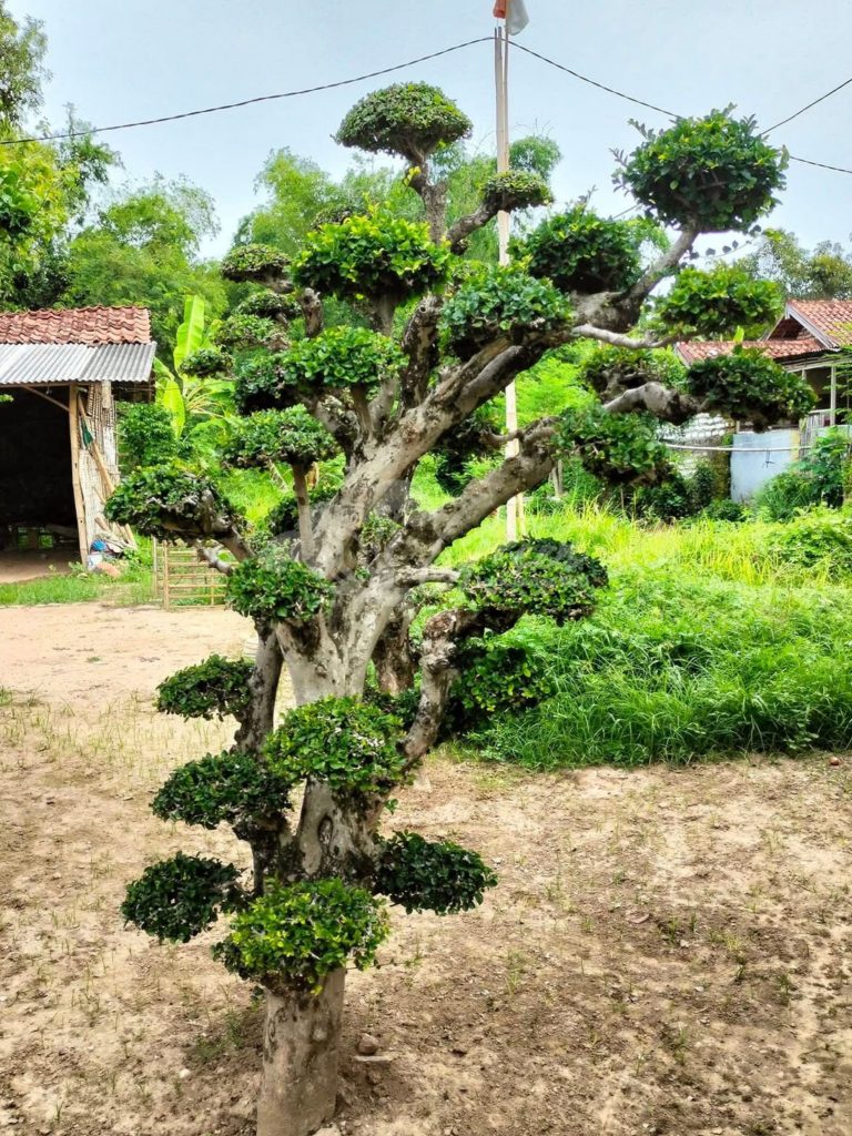 Bonsai Serut