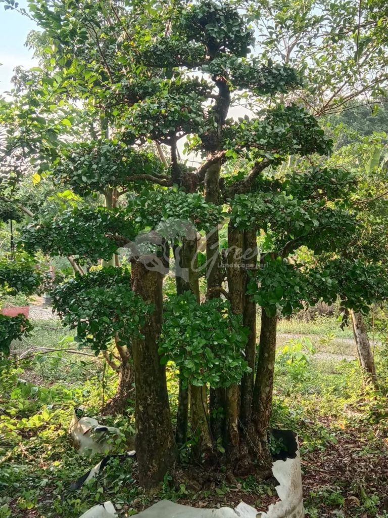 Bonsai Serut