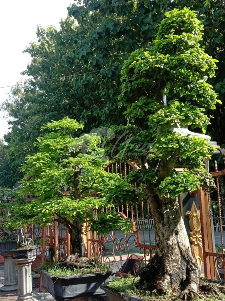 Bonsai Serut