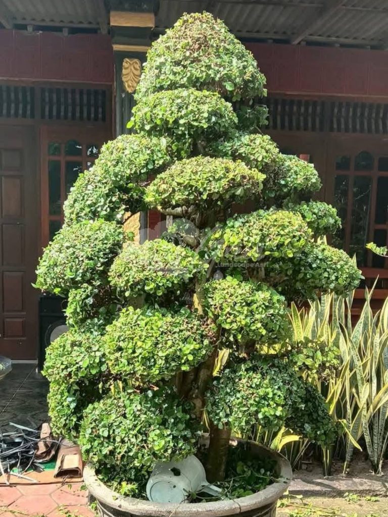 Bonsai Serut