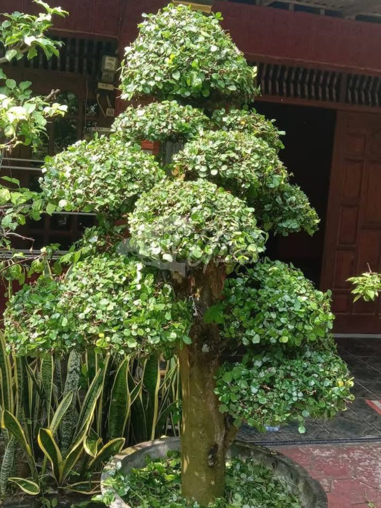 Bonsai Serut