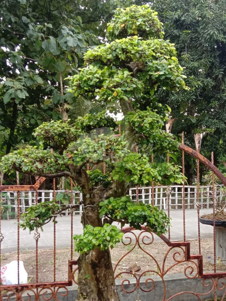 Bonsai Serut
