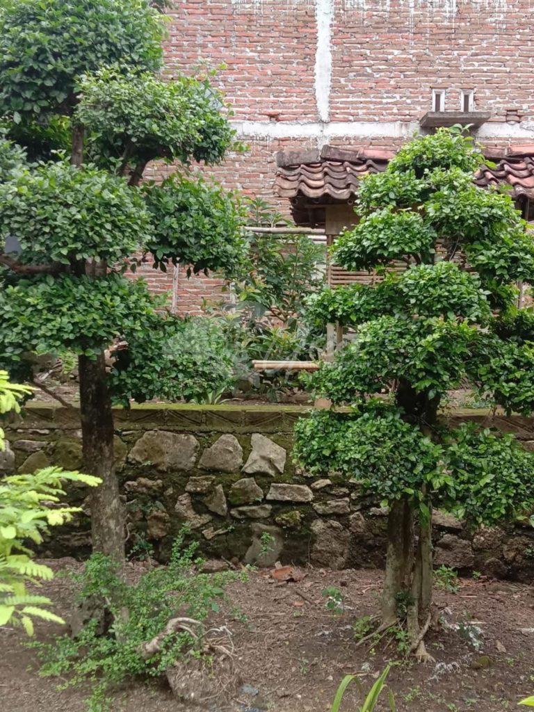 Bonsai Serut