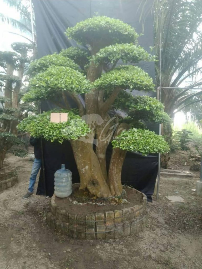 Bonsai Serut