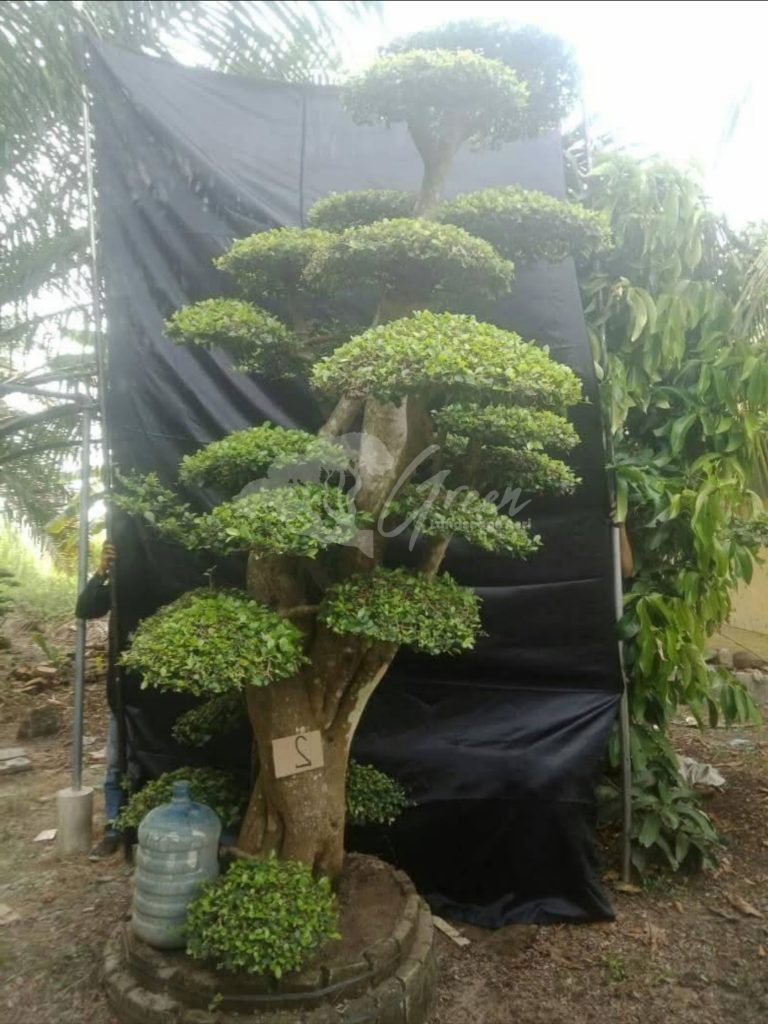 Bonsai Serut